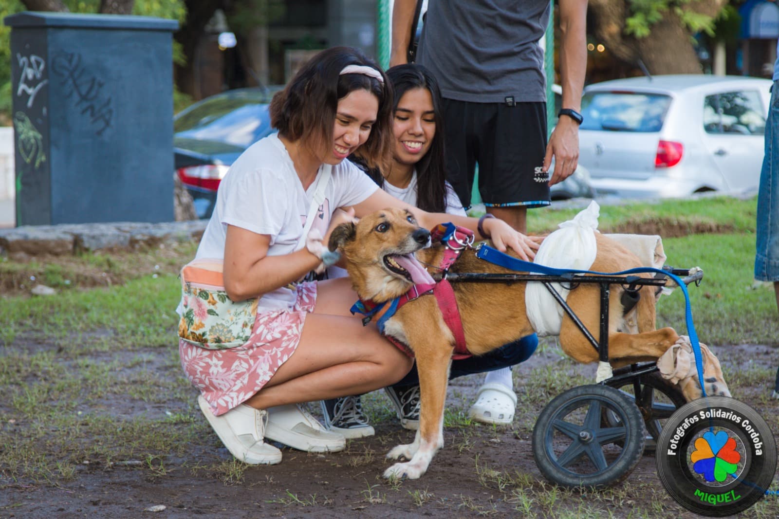 Voluntarios de Discas ayudando a animales